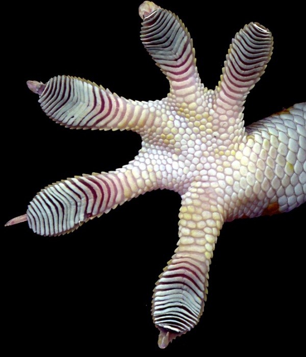 Bí[-]kíp[-]kỳ[-]diệu[-]khiến[-]động[-]vật[-]trở[-]thành[-]"X-men"[-]10